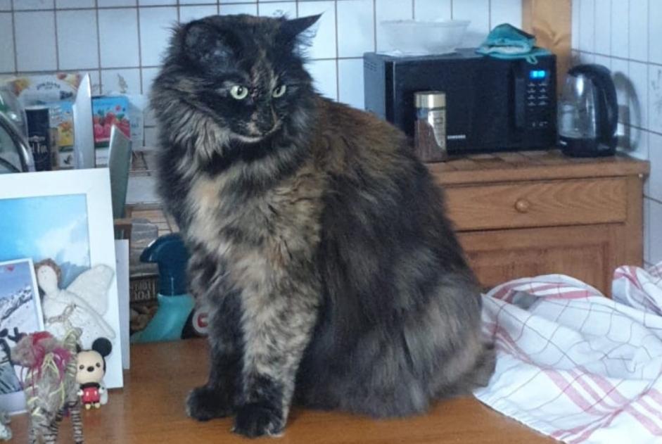 Disappearance alert Cat Female , 5 years Chamonix-Mont-Blanc France Disappearance alert Cat Female , 5 years Chamonix-Mont-Blanc France