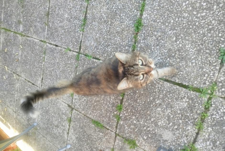 Alerta de Hallazgo Gato Hembra Gaillon Francia