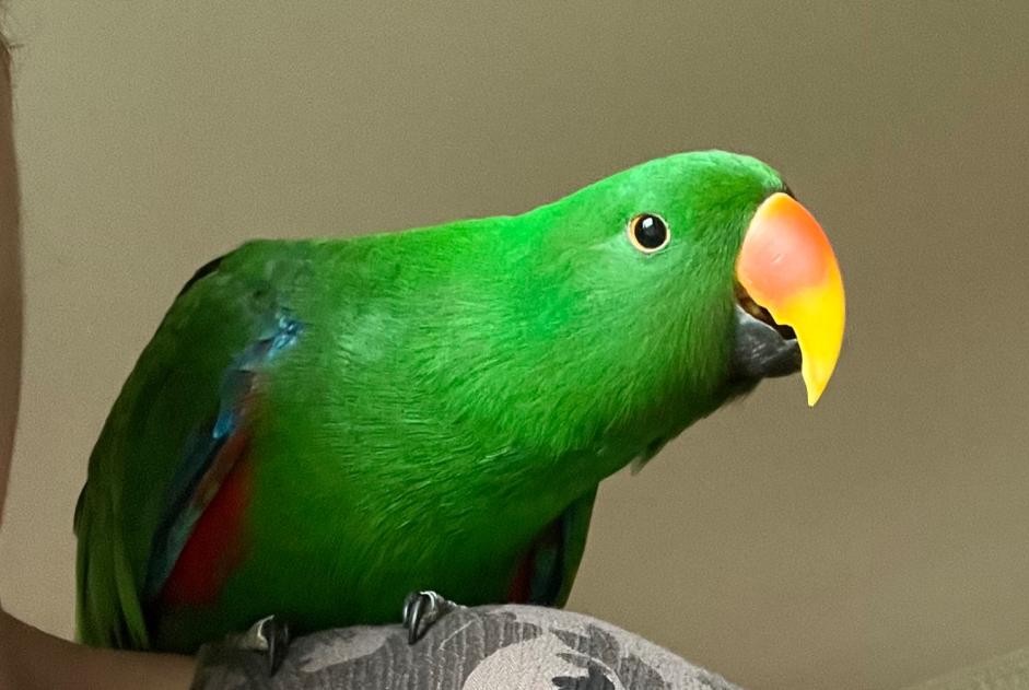 Alerta de Desaparición Pájaro Macho , 2026 años Folgensbourg Francia Alerta de Desaparición Pájaro Macho , 2026 años Folgensbourg Francia