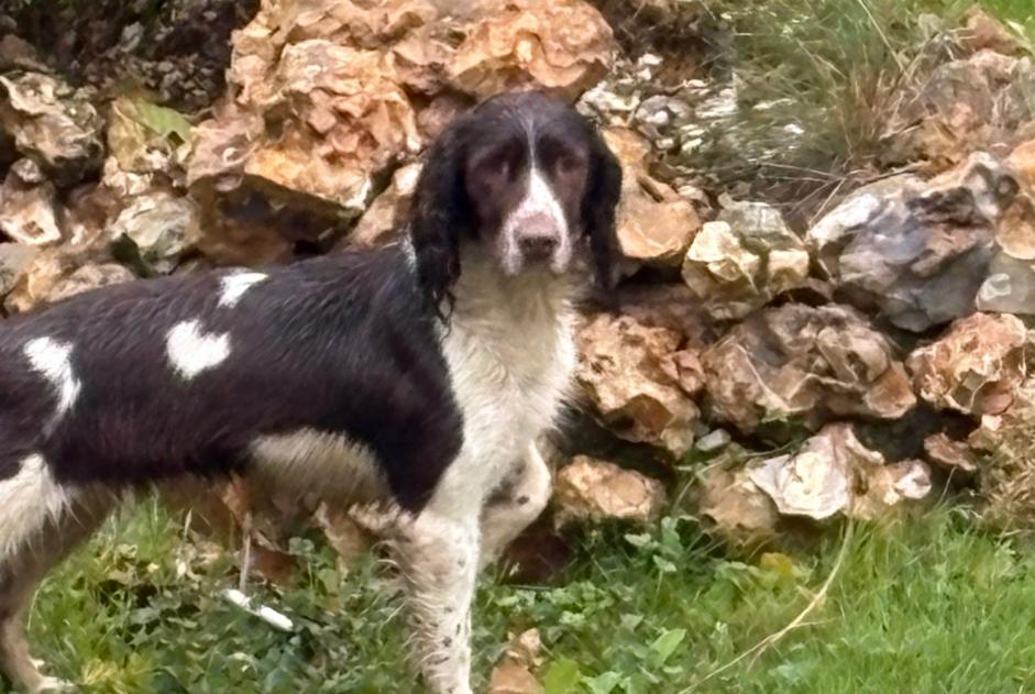 Alerta de Hallazgo Perro  Hembra Sainte-Marthe Francia