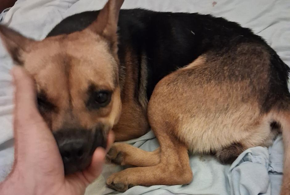 Alerte Découverte Chien croisement Femelle La Réole France