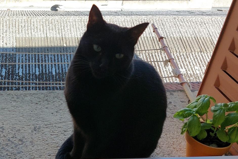 Alerta desaparecimento Gato cruzamento Macho , 9 anos Menneval France Alerta desaparecimento Gato cruzamento Macho , 9 anos Menneval France